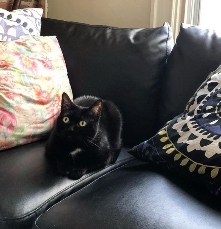 A photo of Leif's cat Luna, a little black cat, sitting on a couch and looking up curiously at the camera.